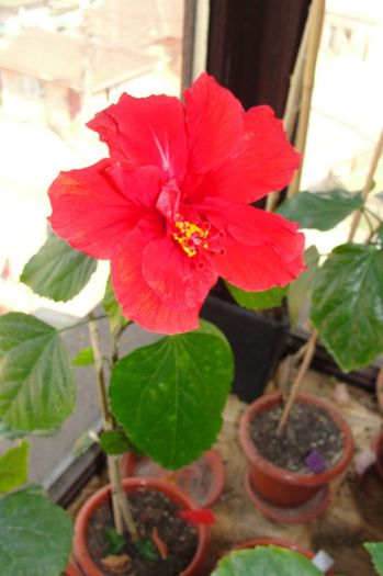 hibiscus rosu dublu