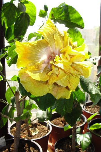 hibiscus Time for Magic