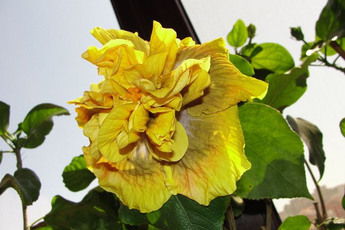  - Hibiscus Gommer 1