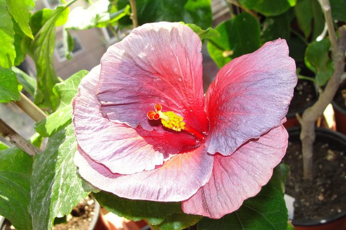  - Hibiscus Gommer 1