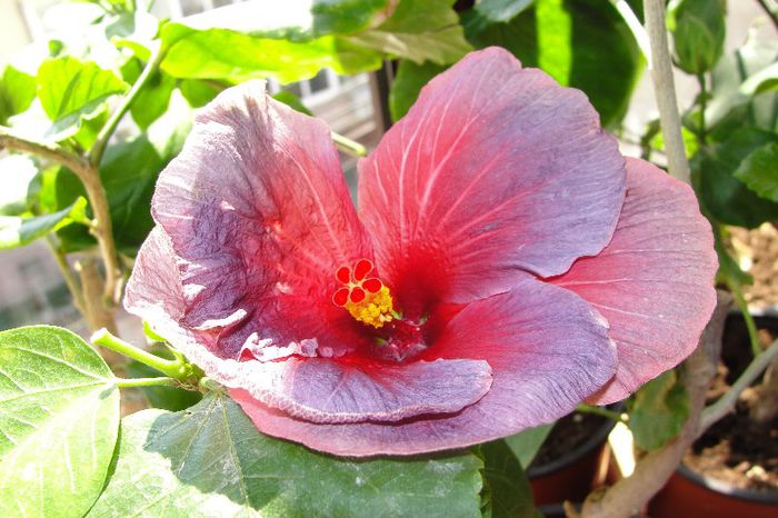  - Hibiscus Gommer 1