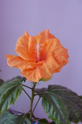 hibiscus Double Orange