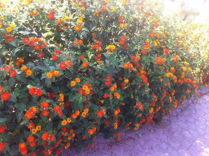  - G-flori si Egipt-mai mult flori