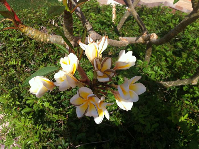  - G-flori si Egipt-mai mult flori