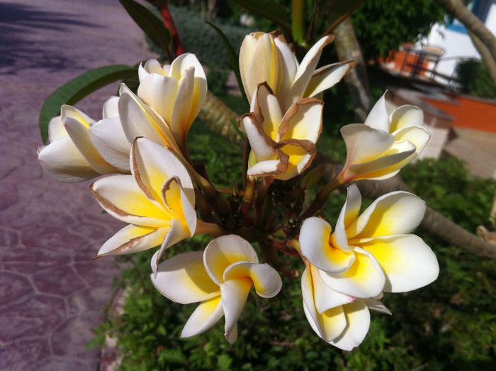  - G-flori si Egipt-mai mult flori