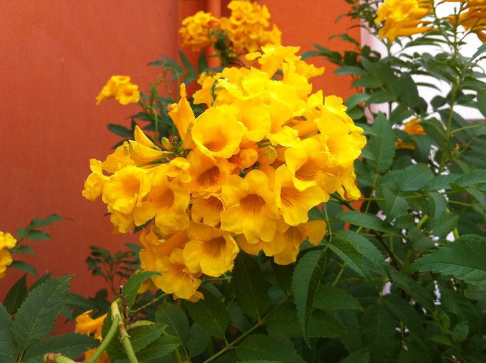  - G-flori si Egipt-mai mult flori