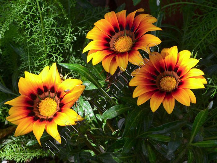 Gazania - Flori gradina