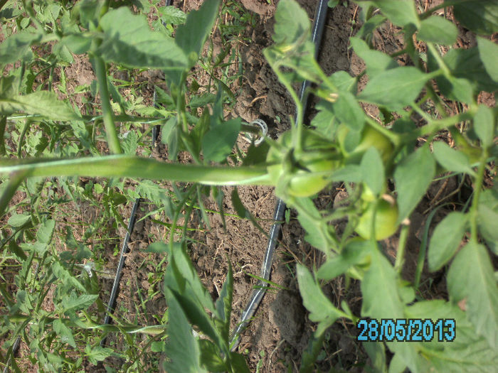rosii Siriana - solarii 2013
