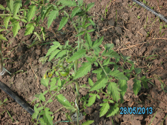 rosii Siriana