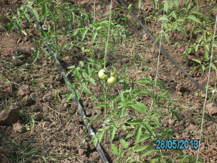 rosii Siriana
