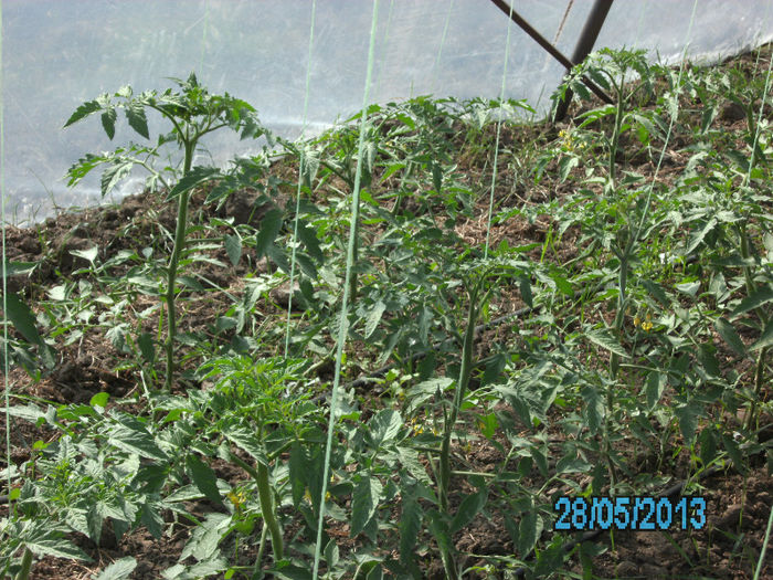 rosii Siriana - solarii 2013