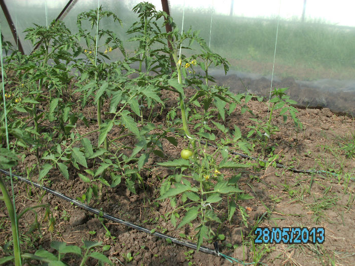 rosii Siriana