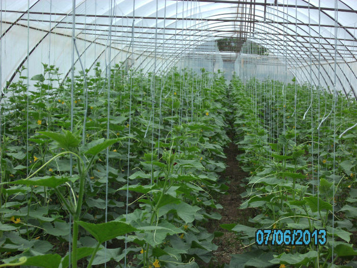 7 Iunie; solar castraveti
