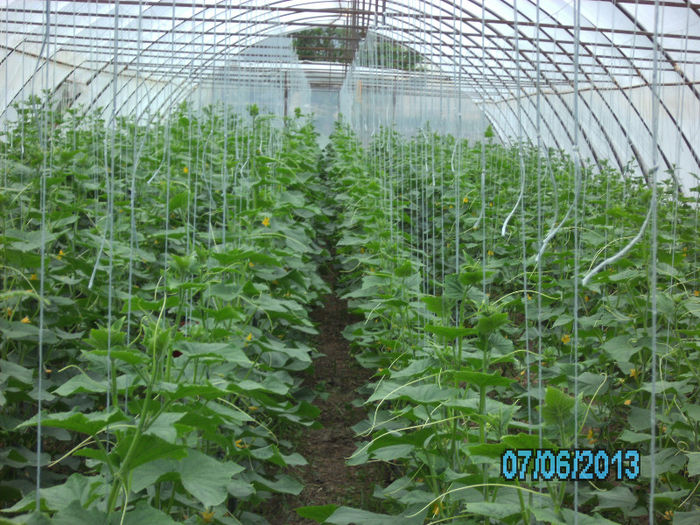 7 Iunie; solar castraveti
