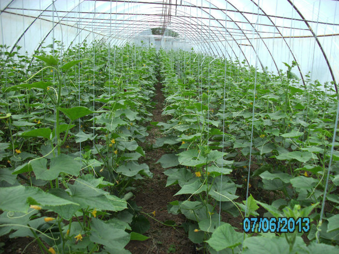 7 Iunie; solar castraveti

