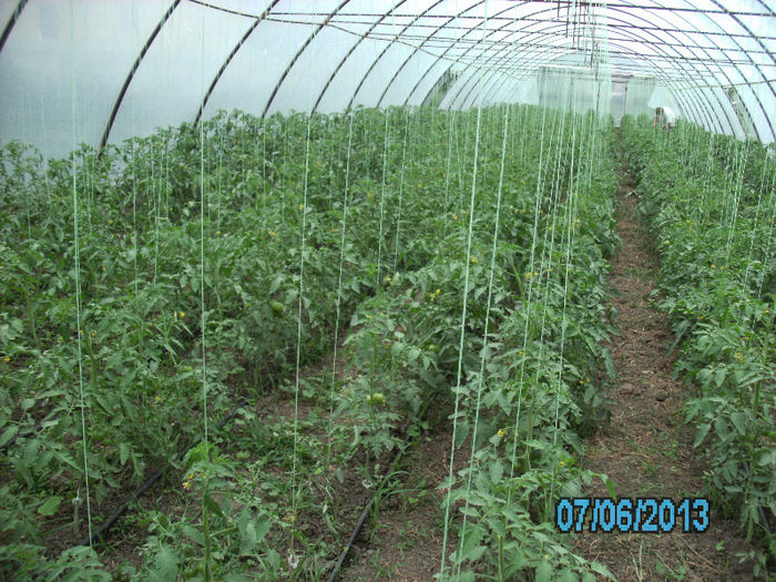 7 Iunie; solar rosii Siriana
