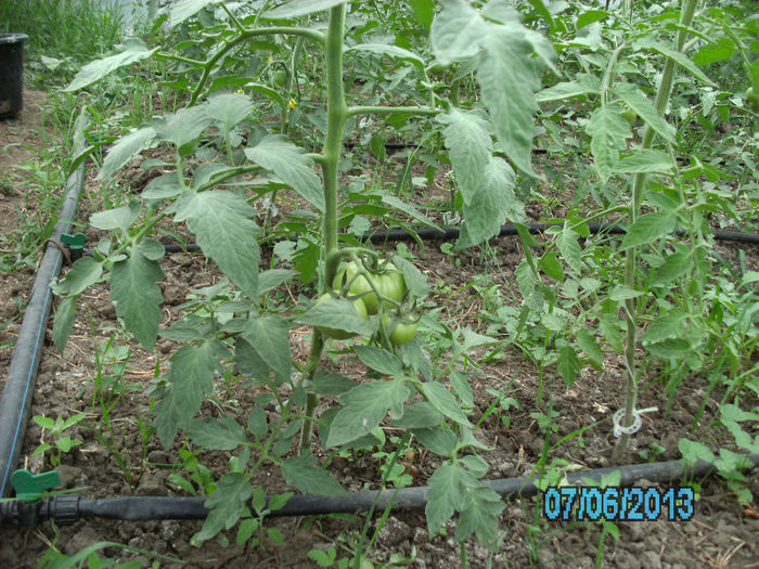7 Iunie; rosii Siriana
