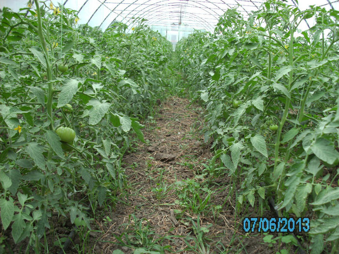 7 Iunie; rosii Siriana
