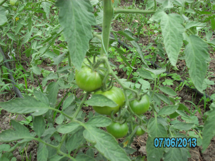 rosii Siriana - solarii 2013