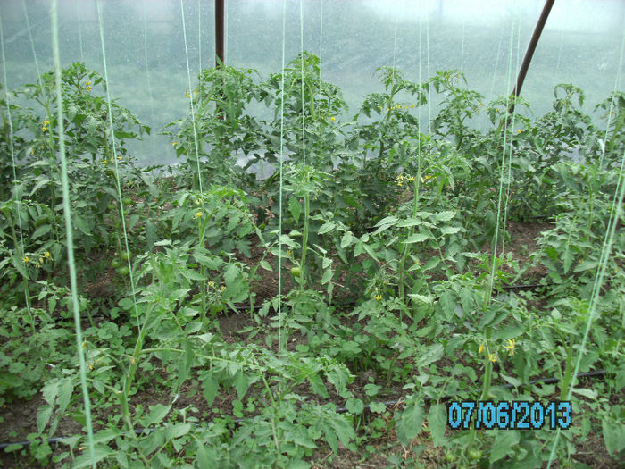 rosii Siriana