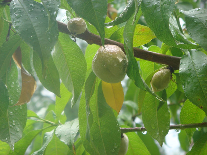 DSC05961 - fructe si legume