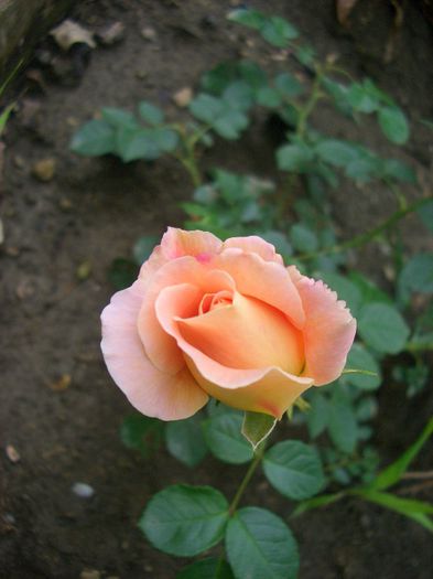 Morgengruss • Morning Greeting; Climber, Hybrid Kordesii, Large-Flowered Climber, Shrub.  Bred by Reimer Kordes (Germany, 1962).
