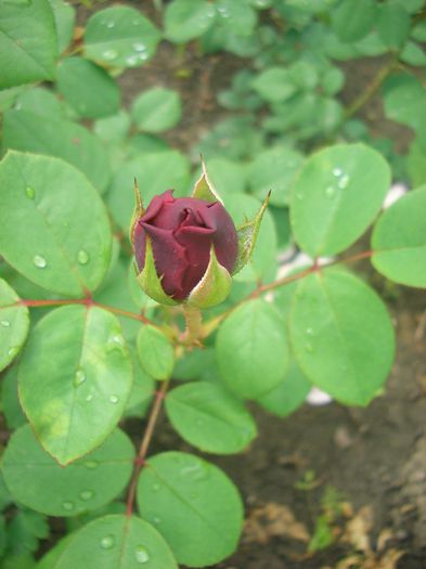 Tess of the D'Urbervilles • AUSmove; Shrub.  English Rose Collection. Bred by David Austin (United Kingdom, before 1997).
