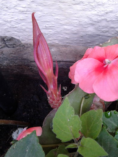 pup empifilus si impatiens