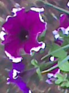 Imag0906