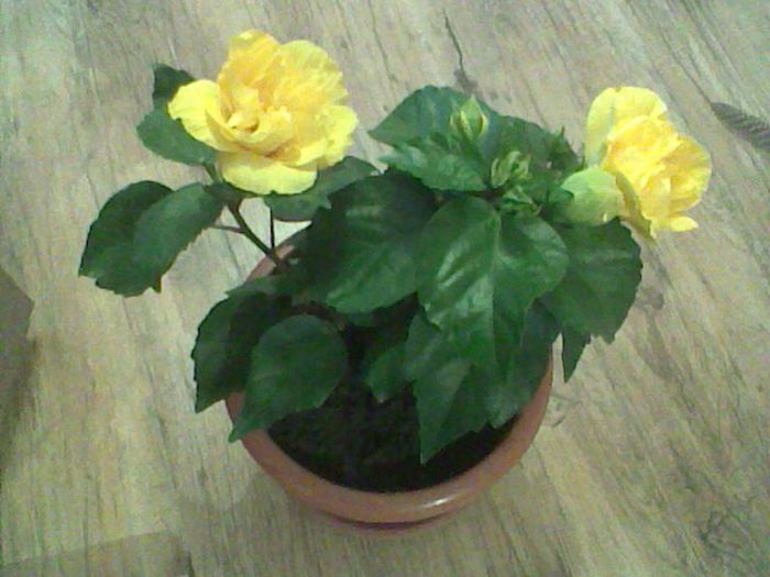 Imag0901 - Flori 2013