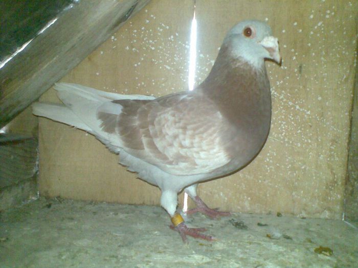 09062013(004) - Voiajori