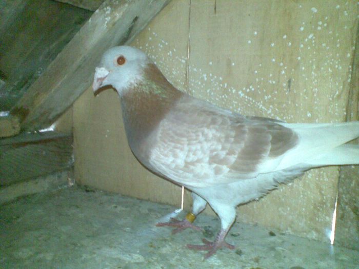 09062013(008) - Voiajori