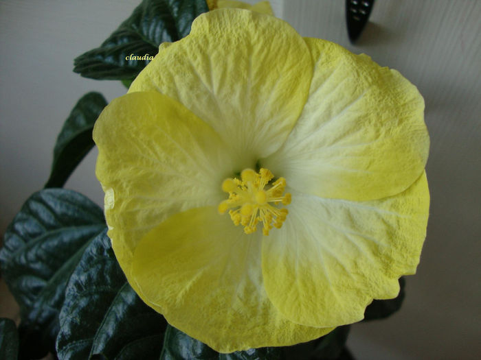 DSC07348 - Hibiscus 2013