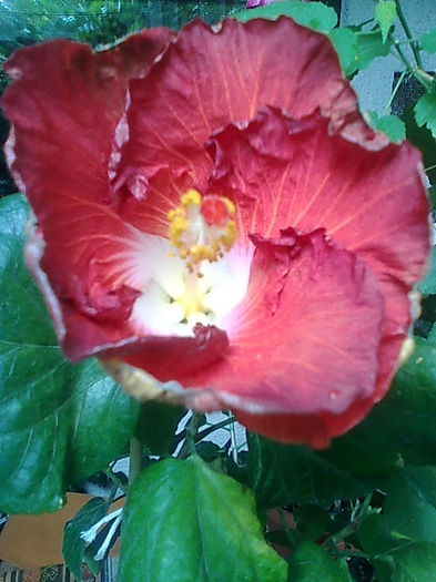Imagine3527 - HIBISCUS