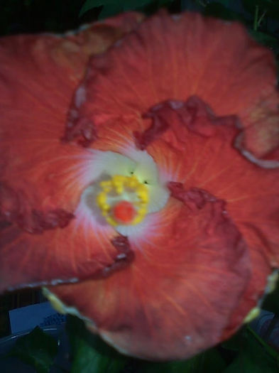 Imagine3530 - HIBISCUS