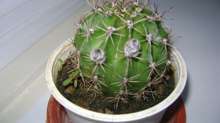 mammillaria 44