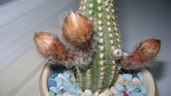 echynopsis - Colectie CACTUSI - SUCULENTE