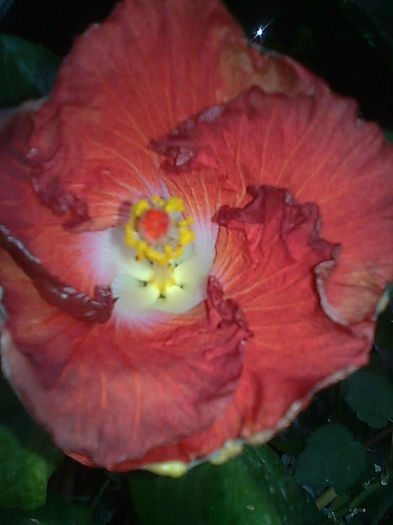 Imagine3537 - HIBISCUS