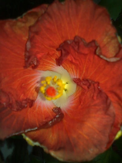 HOT   TICKET - HIBISCUS