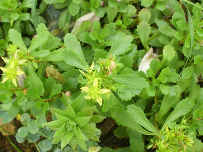 P2140067 - Plante