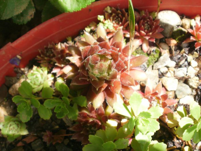  - Plante