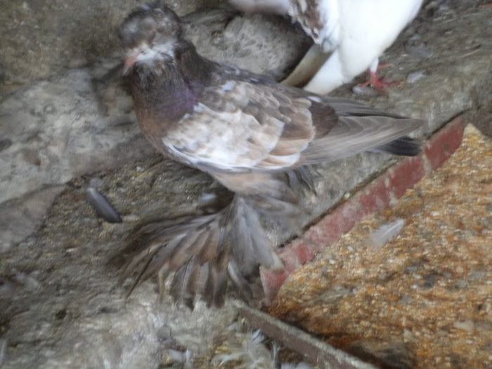 DSC03876 - TOBOSARI GERMANI MATCA 2016