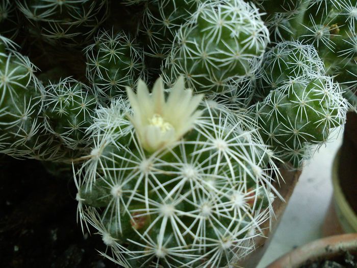 2013.06.08 - Mammillaria gracilis