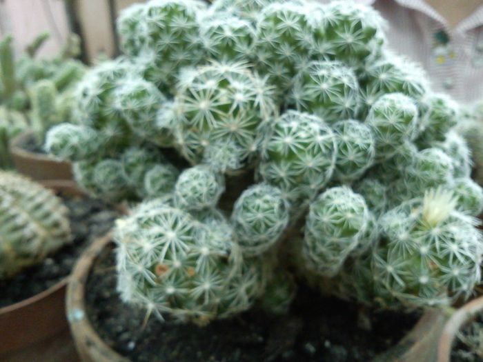 2013.06.08 - Mammillaria gracilis