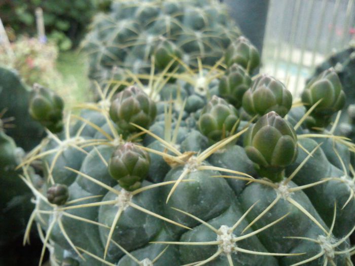 2013.06.08 - Gymnocalycium capillaense