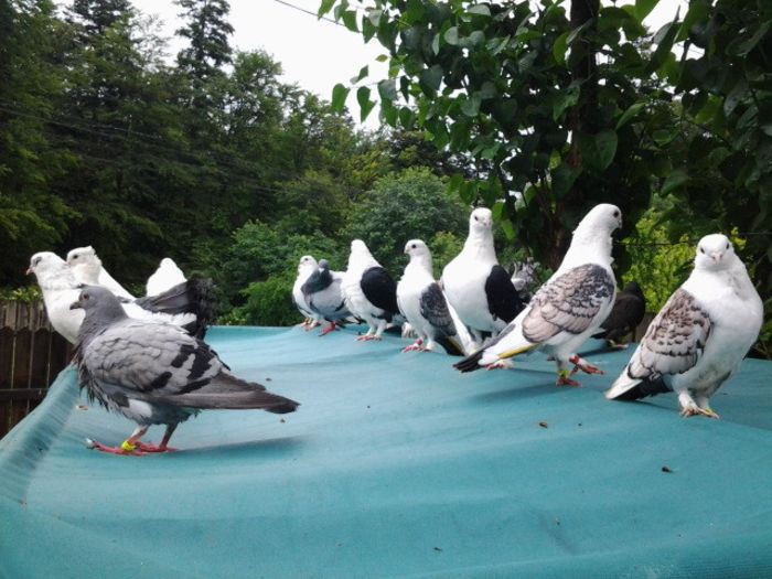 Pe balansoar - Porumbei prin curte 2013