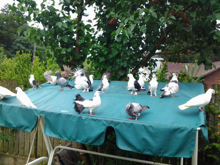 Pe balansoar - Porumbei prin curte 2013