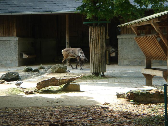 DSC01318 - ZOO VIENA