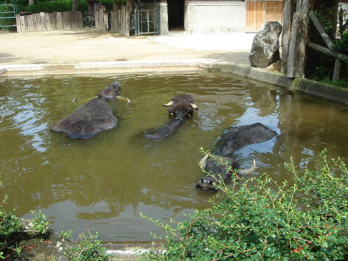 DSC01323 - ZOO VIENA