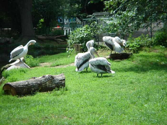 DSC01326 - ZOO VIENA